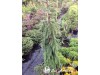 Eglė serbinė ,Pendula' (lot. Picea omorica)